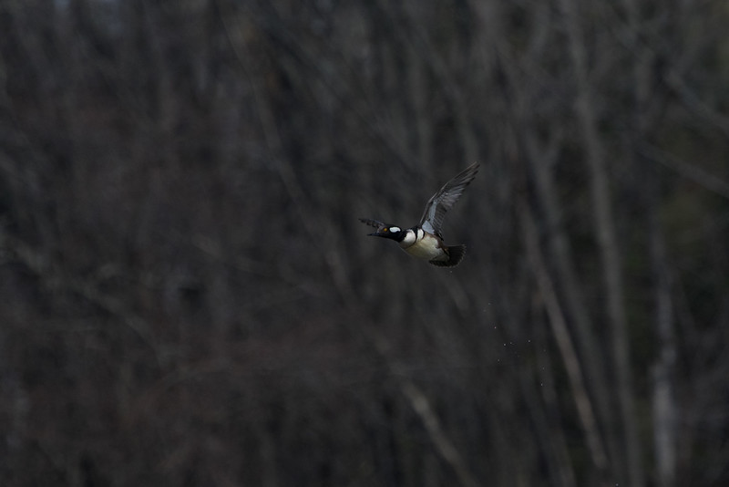 Hooded Merganser in flight