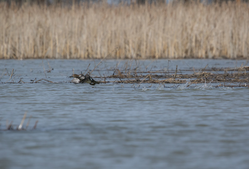 Female Hooded Mergnser taking off