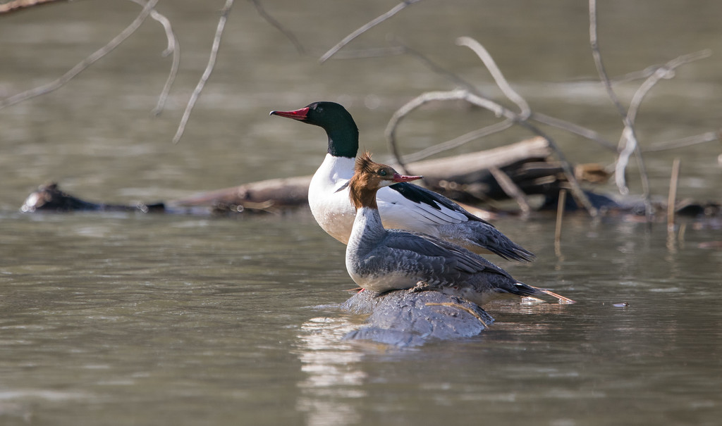 Common Merganser Pair
